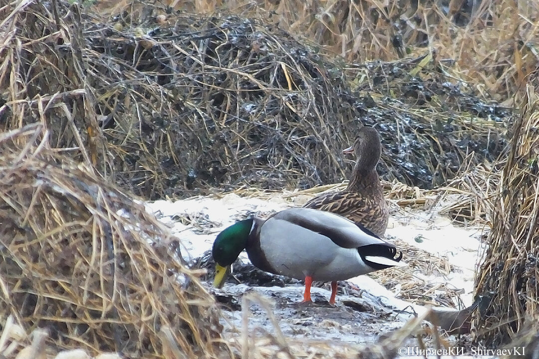 Не первый раз с этого места взлетает стая кряковух. Жду солнечного освещения, чтобы можно было их фотографировать в полёте с короткой выдержкой.