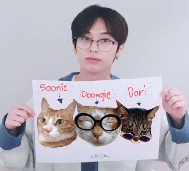 Его любимые кошки