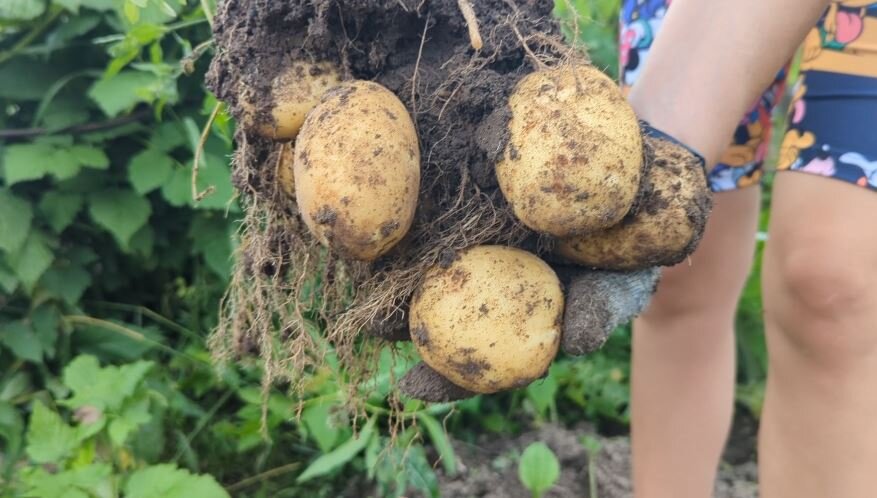 В августе, как правило, выкапывают урожай картофеля и чтобы место не пустовало, опытные садоводы сеют сидераты - это такие растения которые помогают земле восстановить плодородие и даже избавиться от
