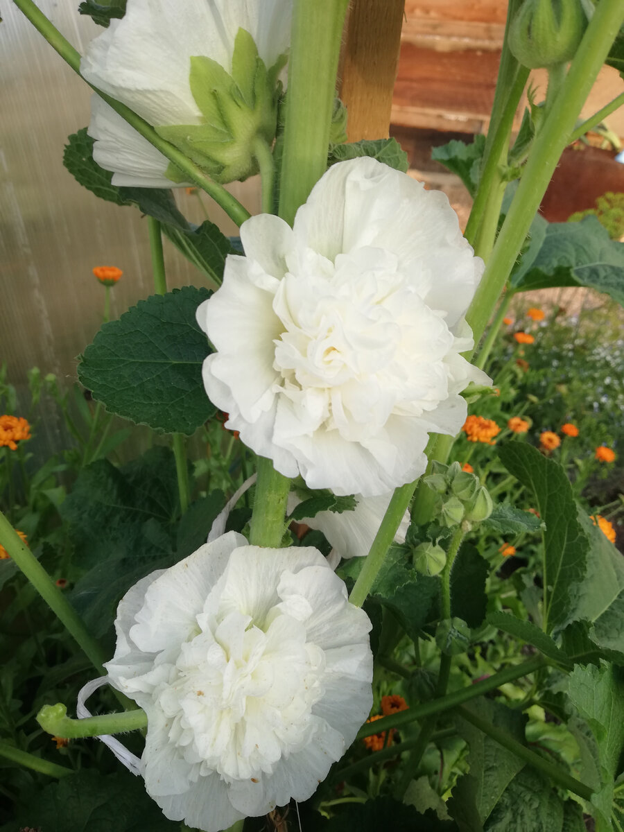 Мальва белая!