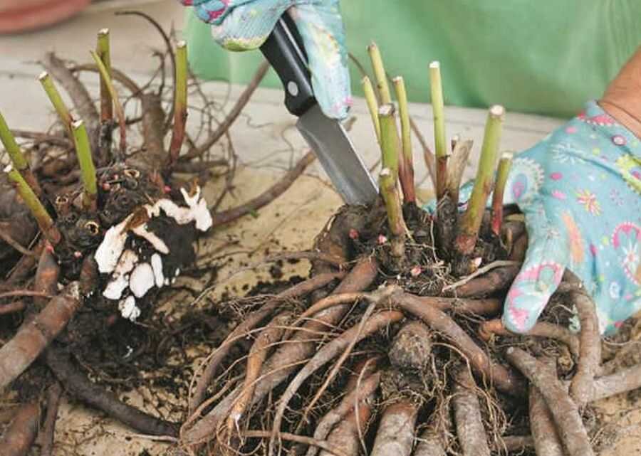 Пион древовидный посадка. Как размножить пионы и когда. Размножение пиона стеблевыми черенками. Как размножить пионы и когда. Корневище древовидного пиона.