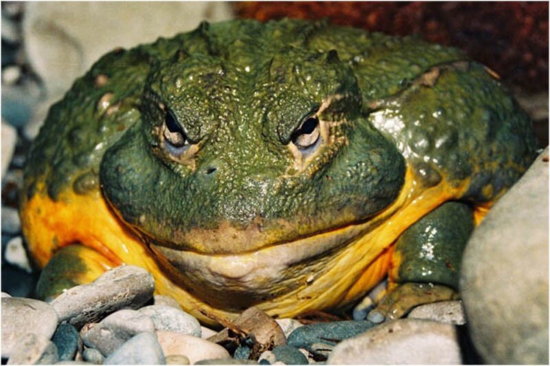 Вот такая жаба. Нравиться?