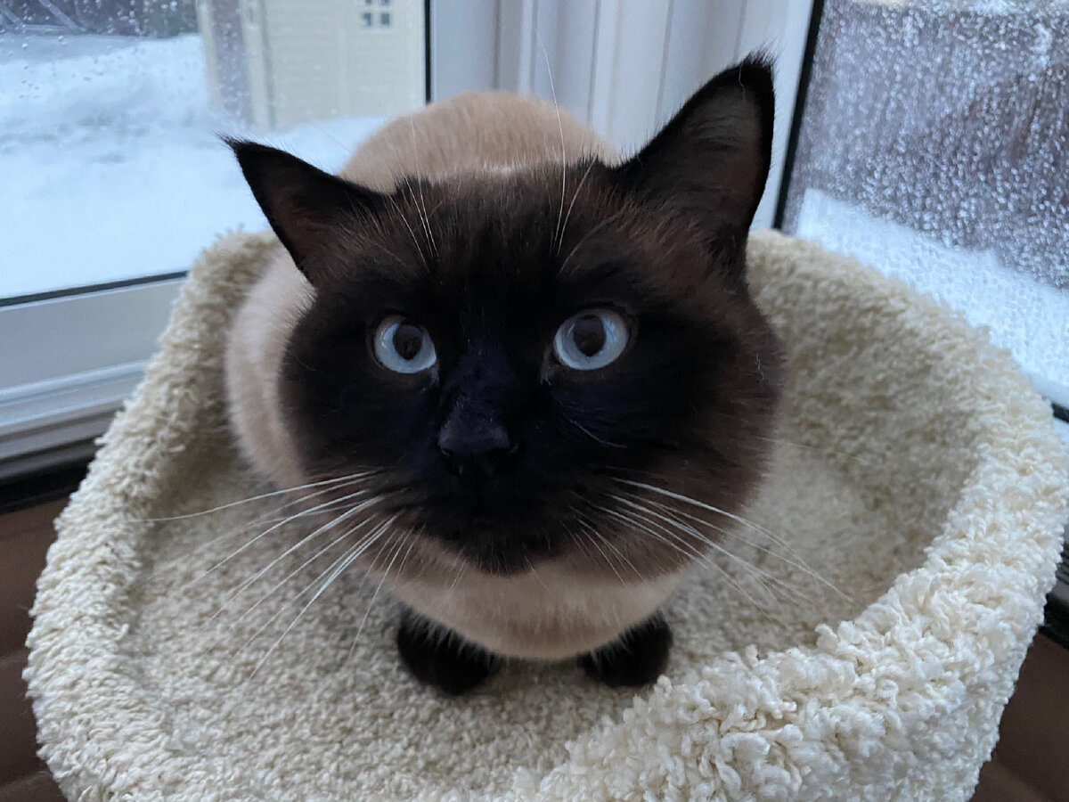 Тайский кот