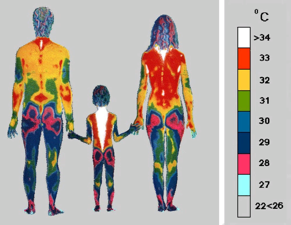 Температура частей тела. Инфракрасное излучение термография. Термография тела человека. Распределение температуры тела человека. Тепловое излучение тела человека.