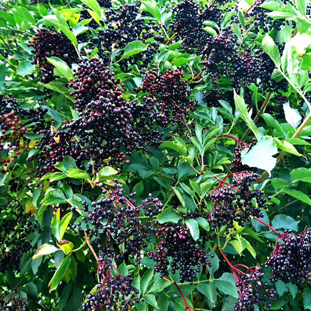 Бузина черная (Sambucus nigra)