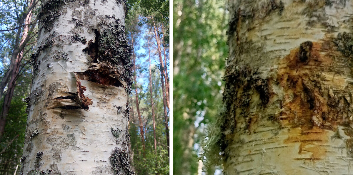 На левой картинке это я уже сковырнул кору