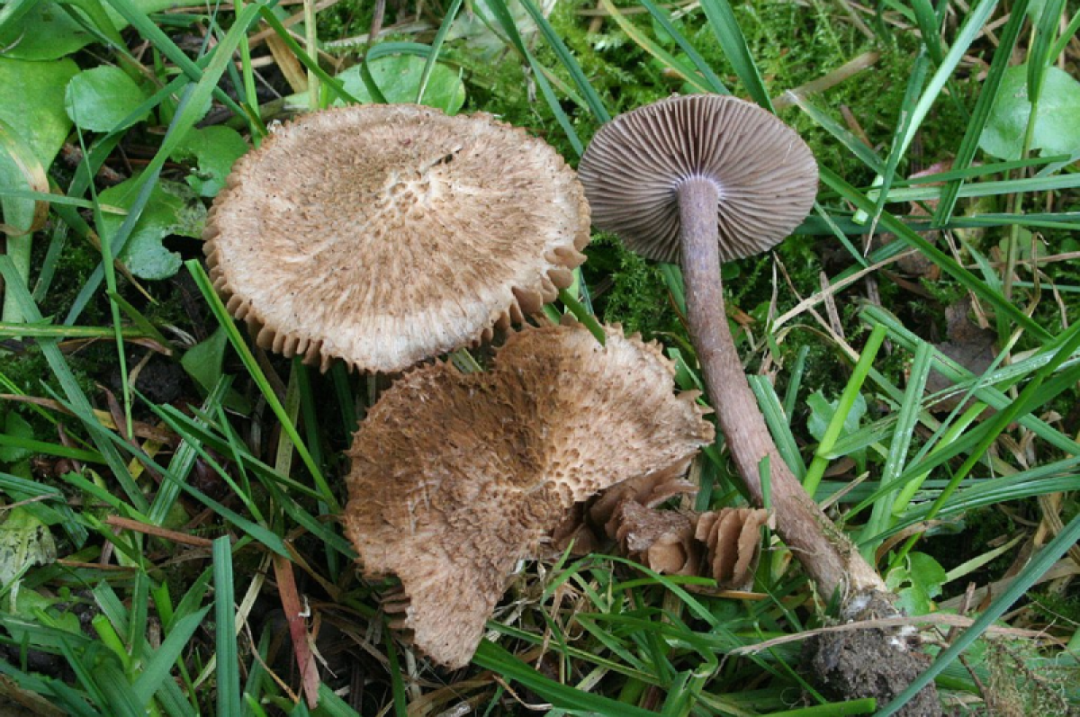    Миколог Вишневский объяснил, что делать при отравлении грибами