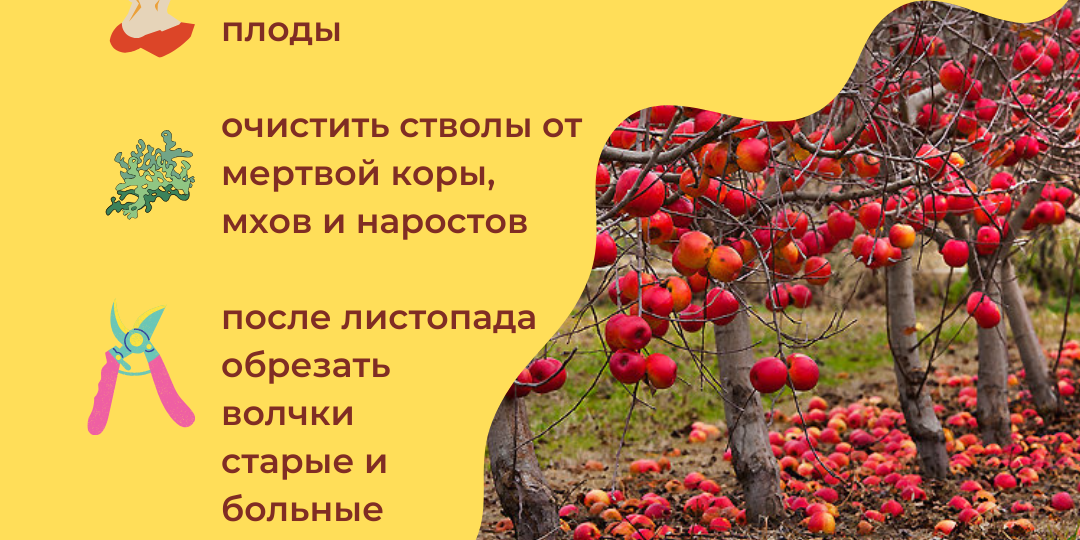 Берегите свои деревья: осенние рекомендации по уходу