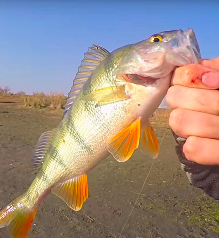 Ловля окуня