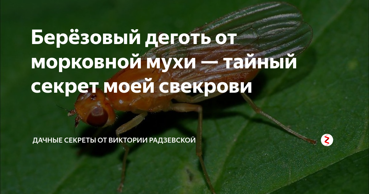 Деготь от морковной мухи. Деготь от морковной мухи. Чтобы морковь быстрее. Деготь от морковной мухи. Морковная муха psila rosae.