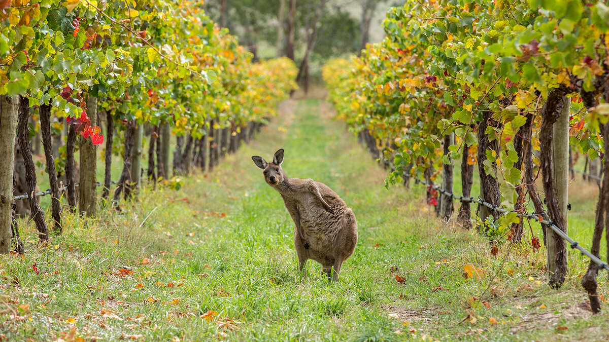 Barossa Valley