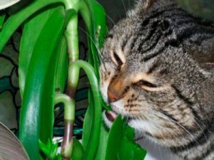 
4 растения, которые мигом проникают в суставы и восстанавливают хрящи в 700 раз лучше аптечной...
Подробнее