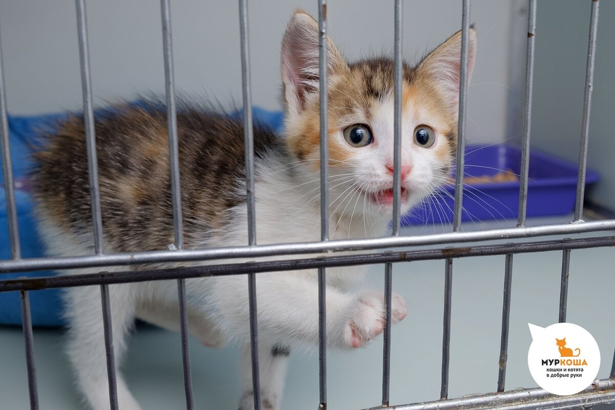 Голодный котенок плакал от страха на чужой даче | Центр помощи кошкам  «Муркоша» | Дзен