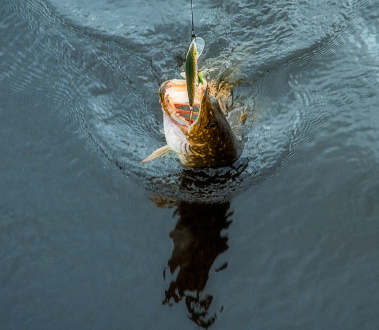 Фото Wolfgang Pronai