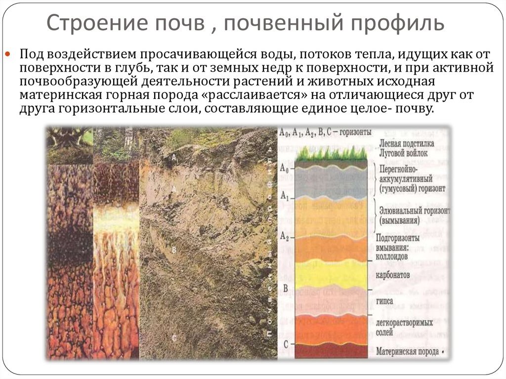 Серая лесная почва схема