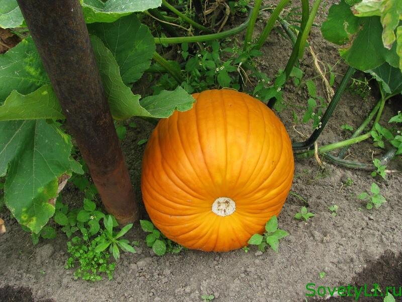 Тыква обыкновенная