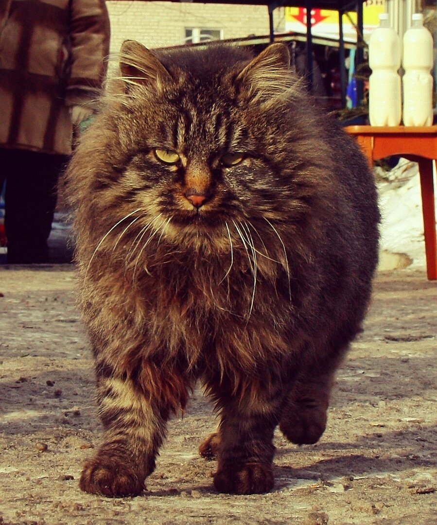 большой кот мейн кун. самый сильный кот. самого сильного кота. кошка мейн кун. котозавр рекс.