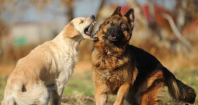 Агрессия собаки к другим собакам, что делать, если Ваша собака бросается на  других собак | Новости о животных | Дзен