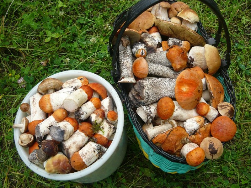 Подосиновики. На мой взгляд, самые красивые грибы