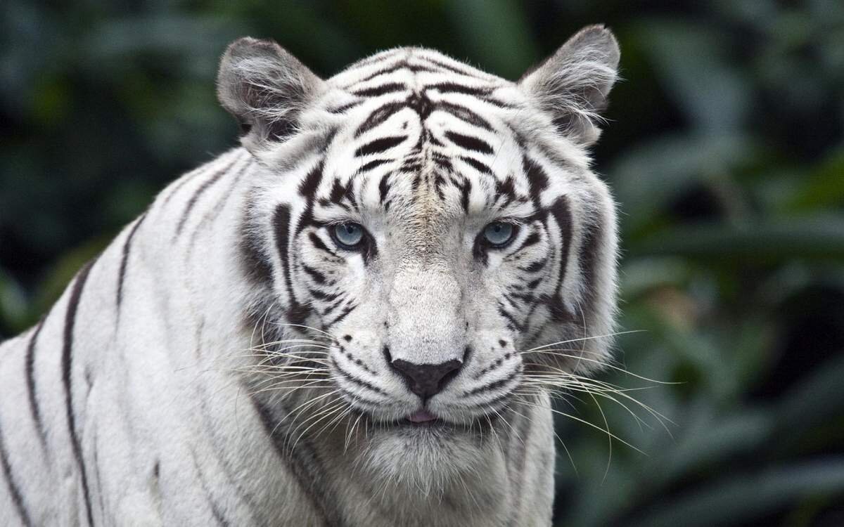 https://animalreader.ru/belyie-tigryi-zagadka-prirodyi.html