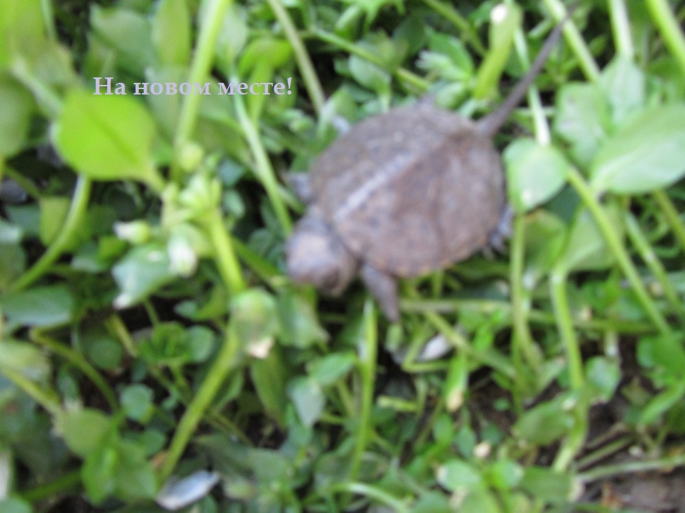 простите что не чётко..