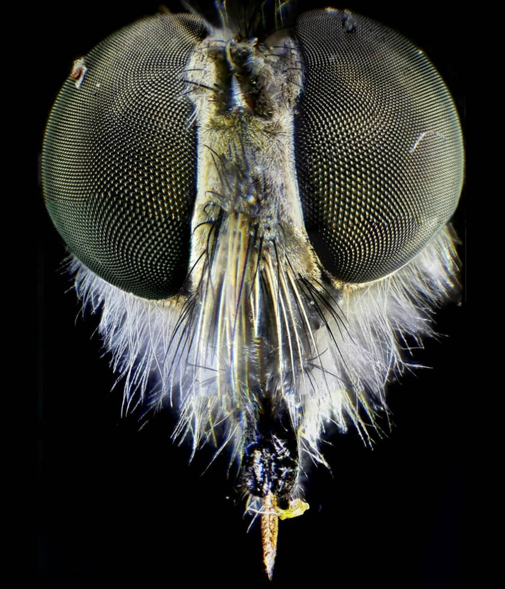 Какие мухи лучше. Муха манговерс. Муха под микроскопом. Голова мухи под микроскопом. Муха в микроскопе.