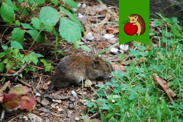 Фото: http://tornado-spb.ru/images/img/article/2017/gruzun_v_sadu.jpg