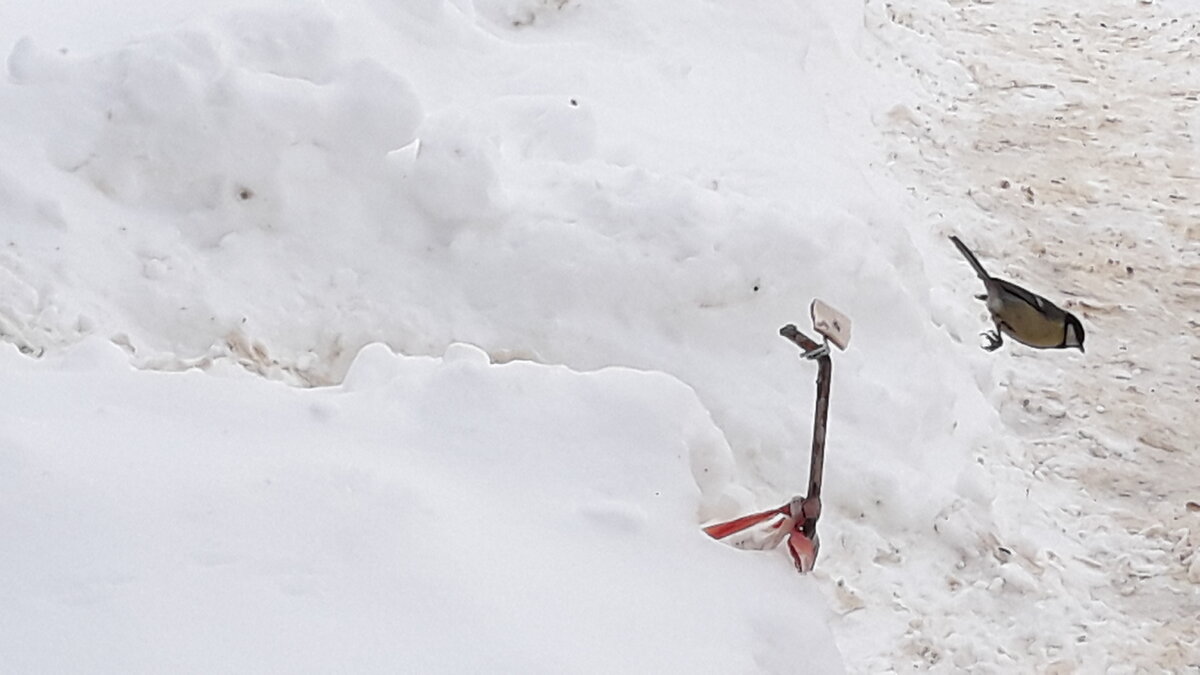 Видно за стайкой полетела.