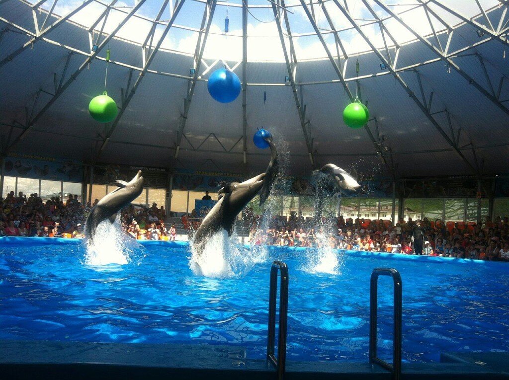Дельфинарий в джубге афалина. Дельфинарий джубга расписание 2024. Дельфинарий в джубге афалина. Дельфинарий джубга расписание 2024. Дельфинарий джубга расписание 2024.