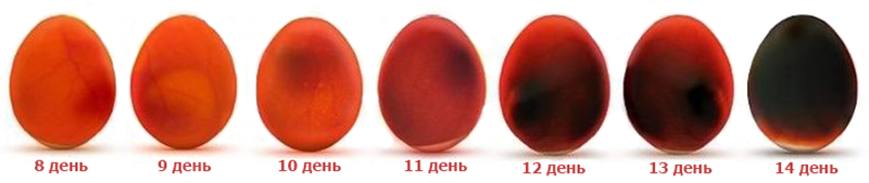 Яйцо на 16 день инкубации