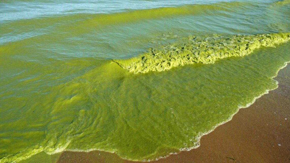 Мутный цвет воды. Цветение воды цианобактерии. Цианобактерии эвтрофикация. Эвтрофикация воды черного моря. Цветение водорослей в черном море.