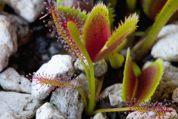 
 Одно из самых необычных комнатных растений — венерина мухоловка
 
