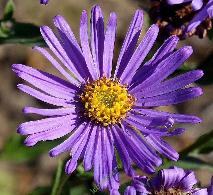 Астра Ромашковая Aster amellus