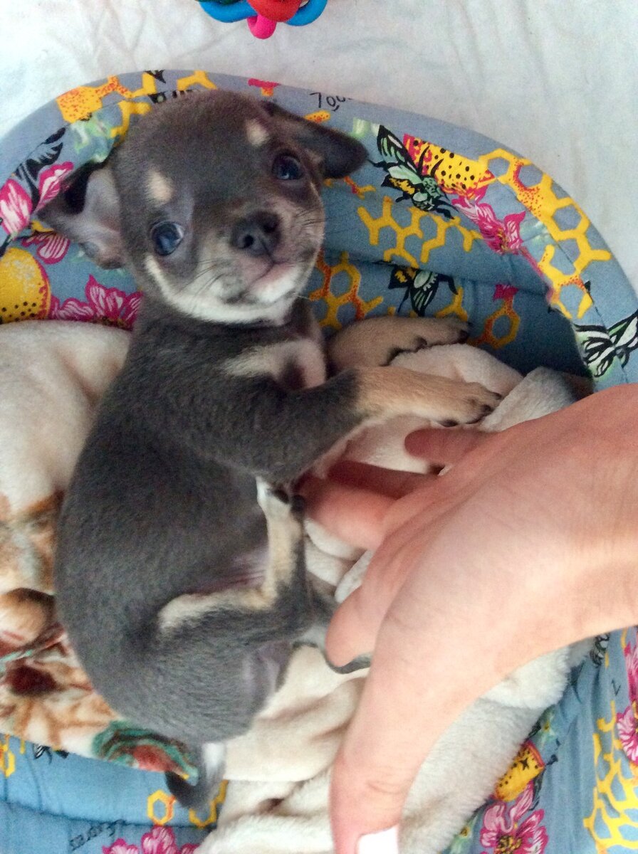 Мой любимый пёс 