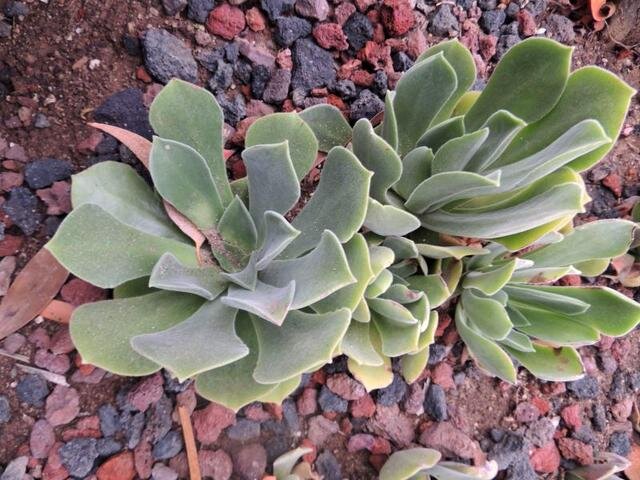 Эониум виргинский (Aeonium virgineum)