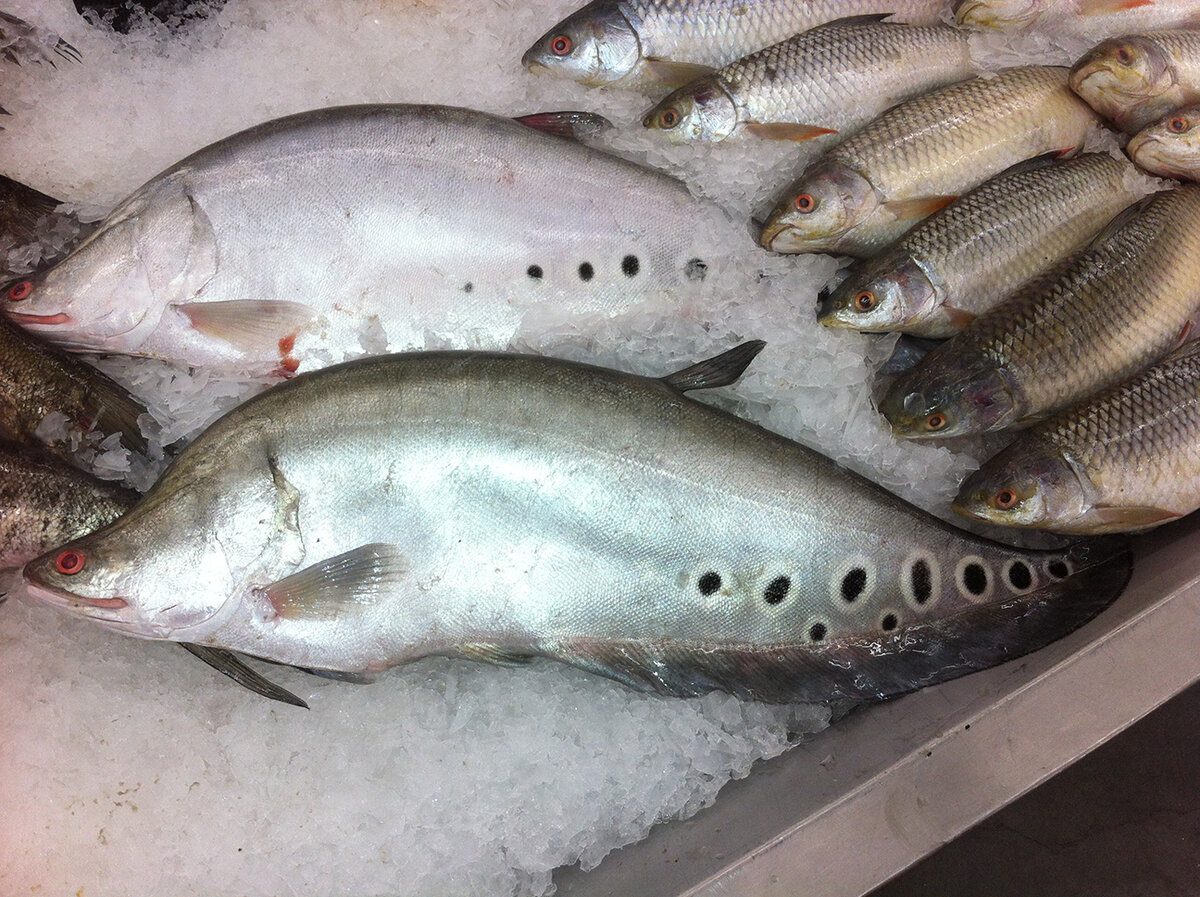 На фото  рыба - "Crown Featherback".