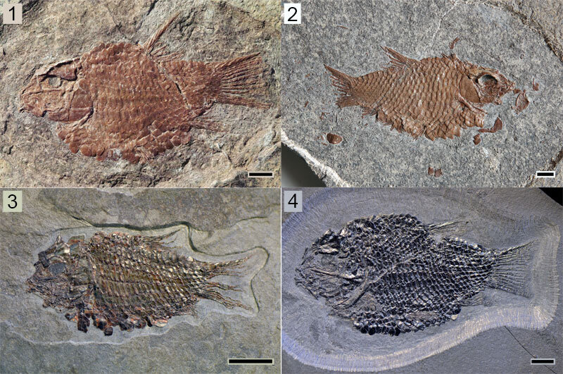 Ранее обнаруженные 4 вида рыб рода Eosemionotus. 