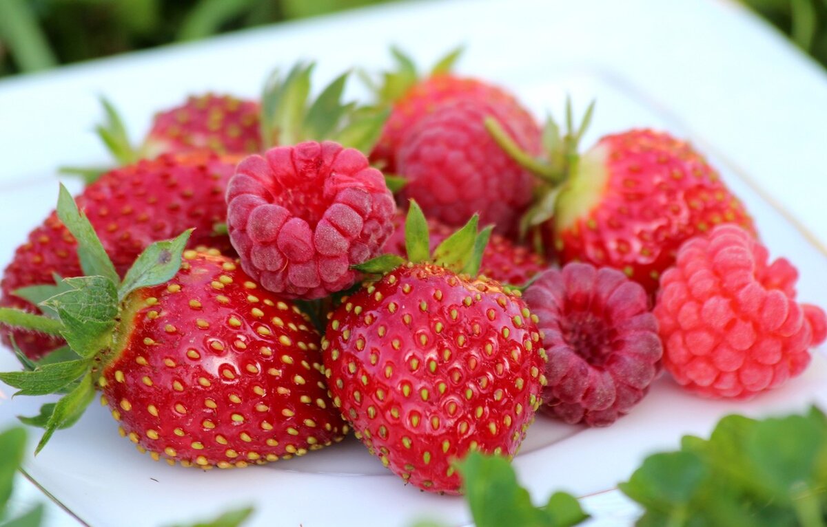 Начала ягодного сезона ждут и дети, и взрослые. Но чтобы наесться вдоволь ароматной вкусной ягоды, нужно сначала ее вырастить.