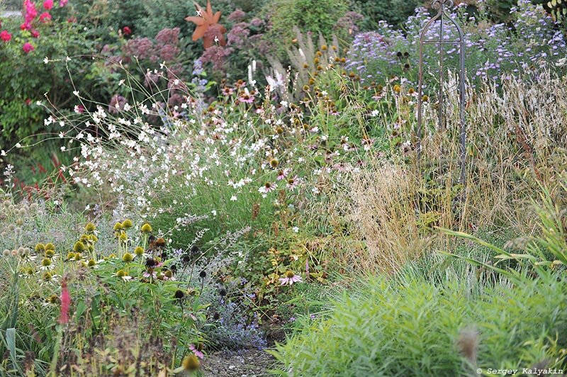 Общие фото цветника, как всегда, в конце статьи