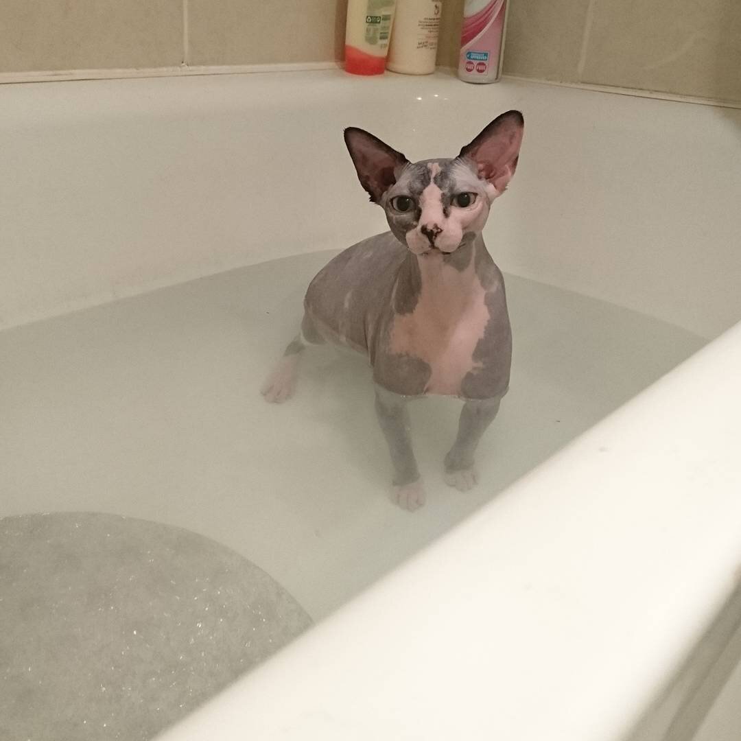 Шапочка для купания кошек. Купание кошки. Котик в ванной. Сфинкс купается. Канадские сфинксы купать.
