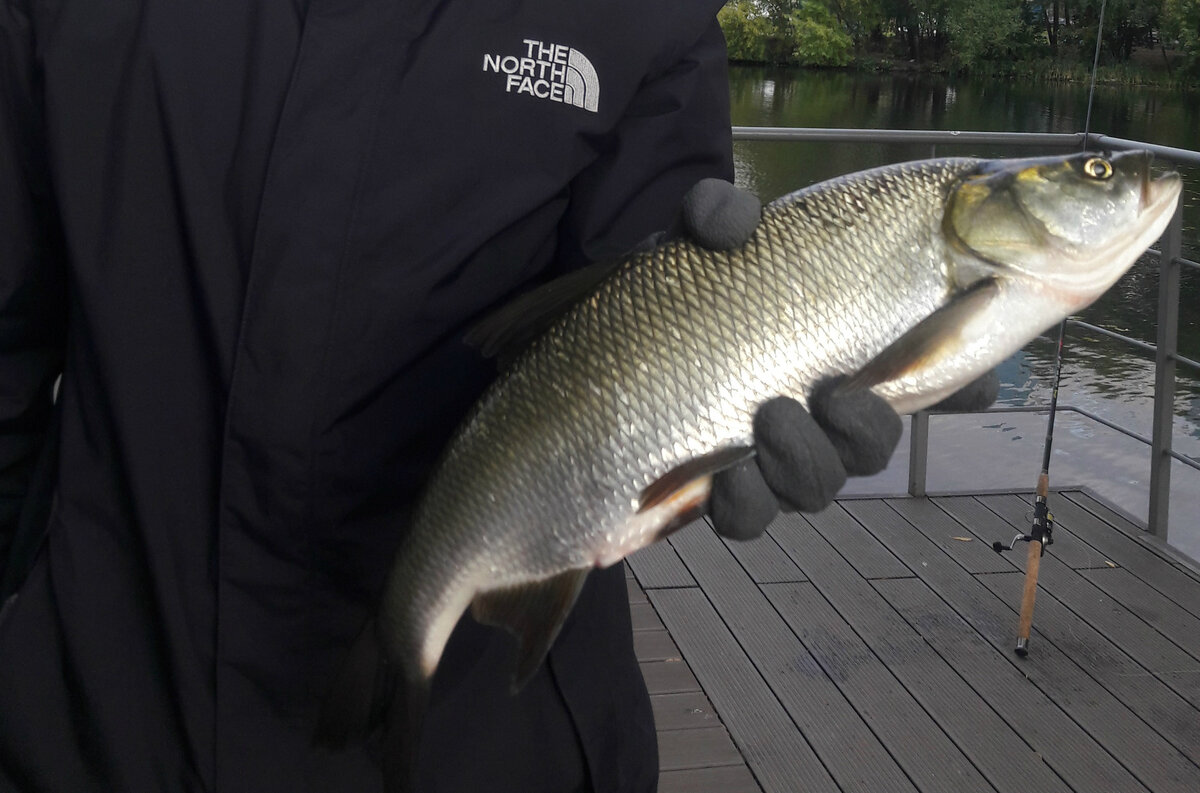 Жерех около 1кг в Коломенском