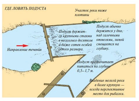 На что ловить подуста осенью
