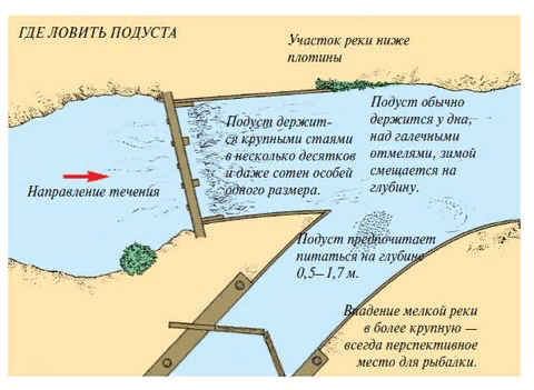 Где клюет. Ловля подуста зимой на течении. Ловля подуста летом на течении. Места ловли налима на реке. Снасть на подуста.