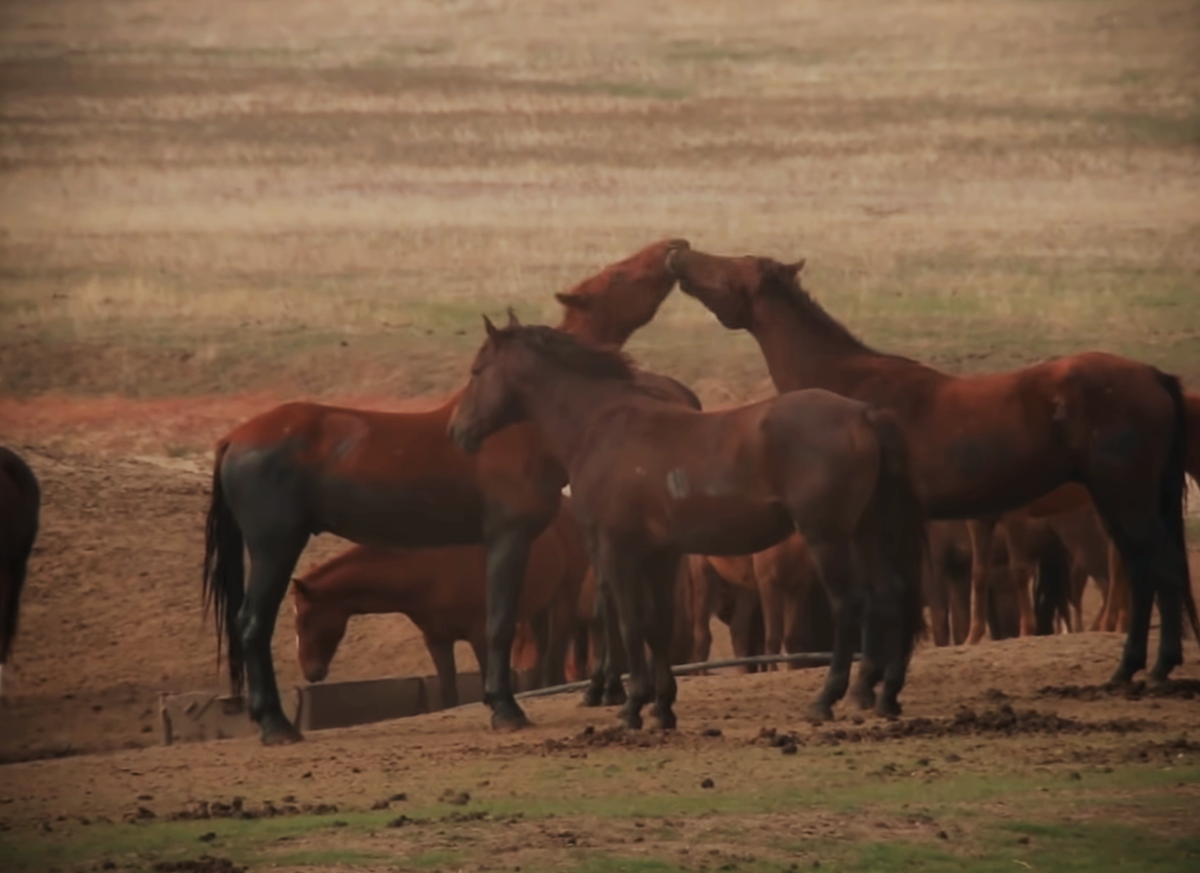 Дикие лошади.