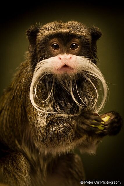 Императорский тамарин и его роскошные усы

Original: https://www.flickr.com/photos/34184497@N04/6816121903