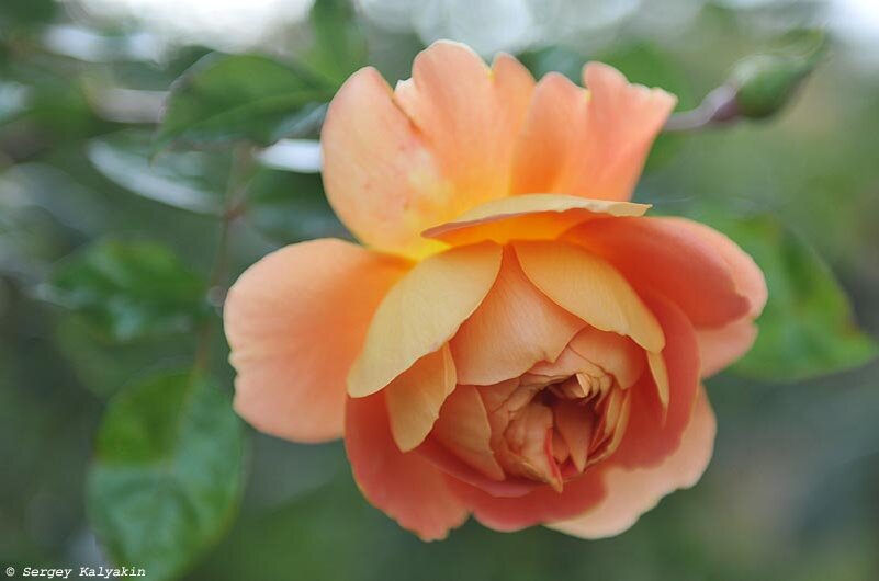 Роза ‘Pat Austin’ 