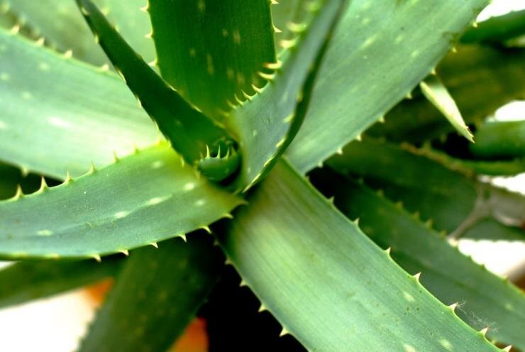 SAVONRY Натуральный гель АЛОЭ ВЕРА для лица и тела ALOE 95%, 200 мл