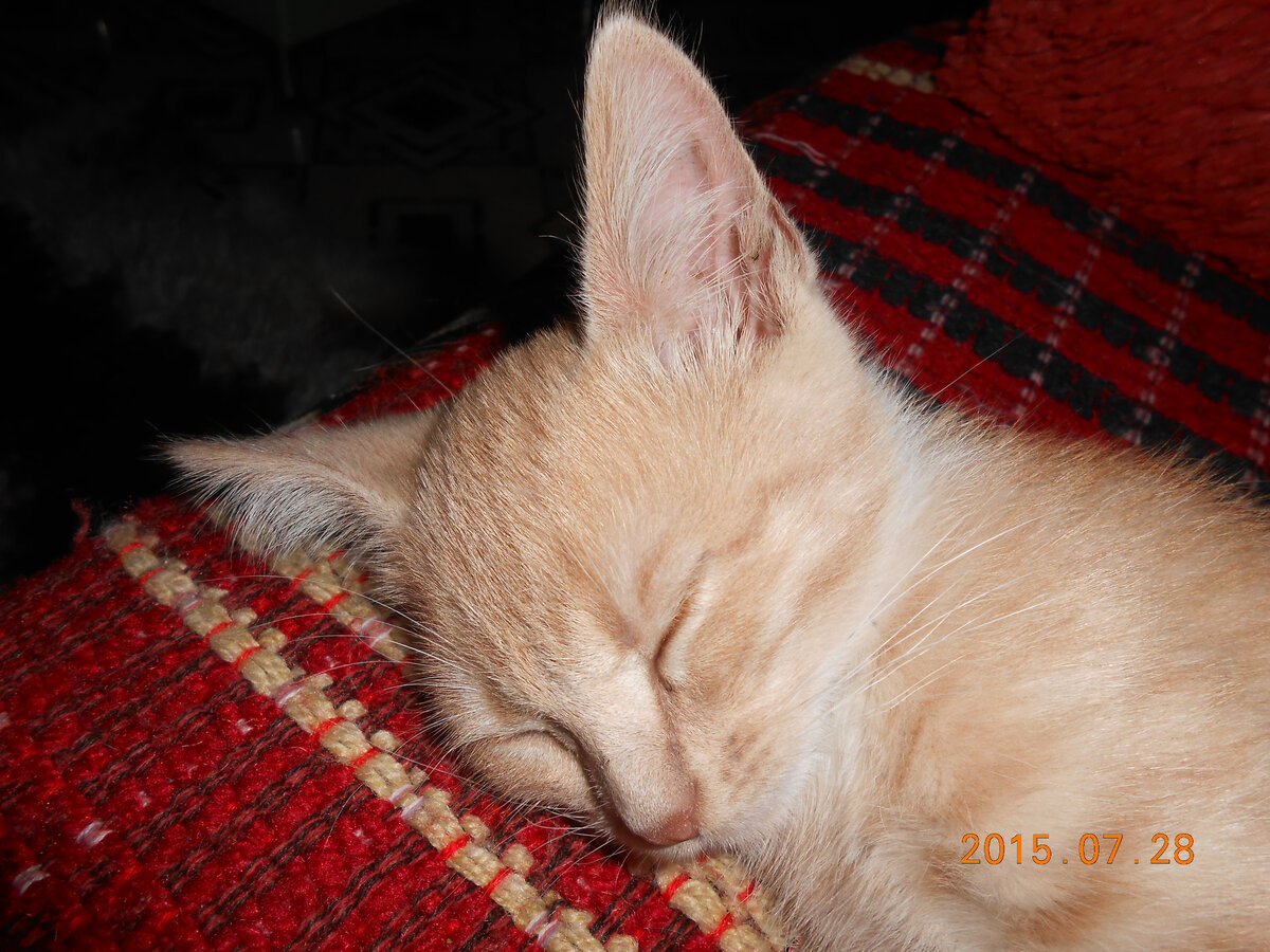 И вот он прибыл - как всегда, вида нет, одни уши