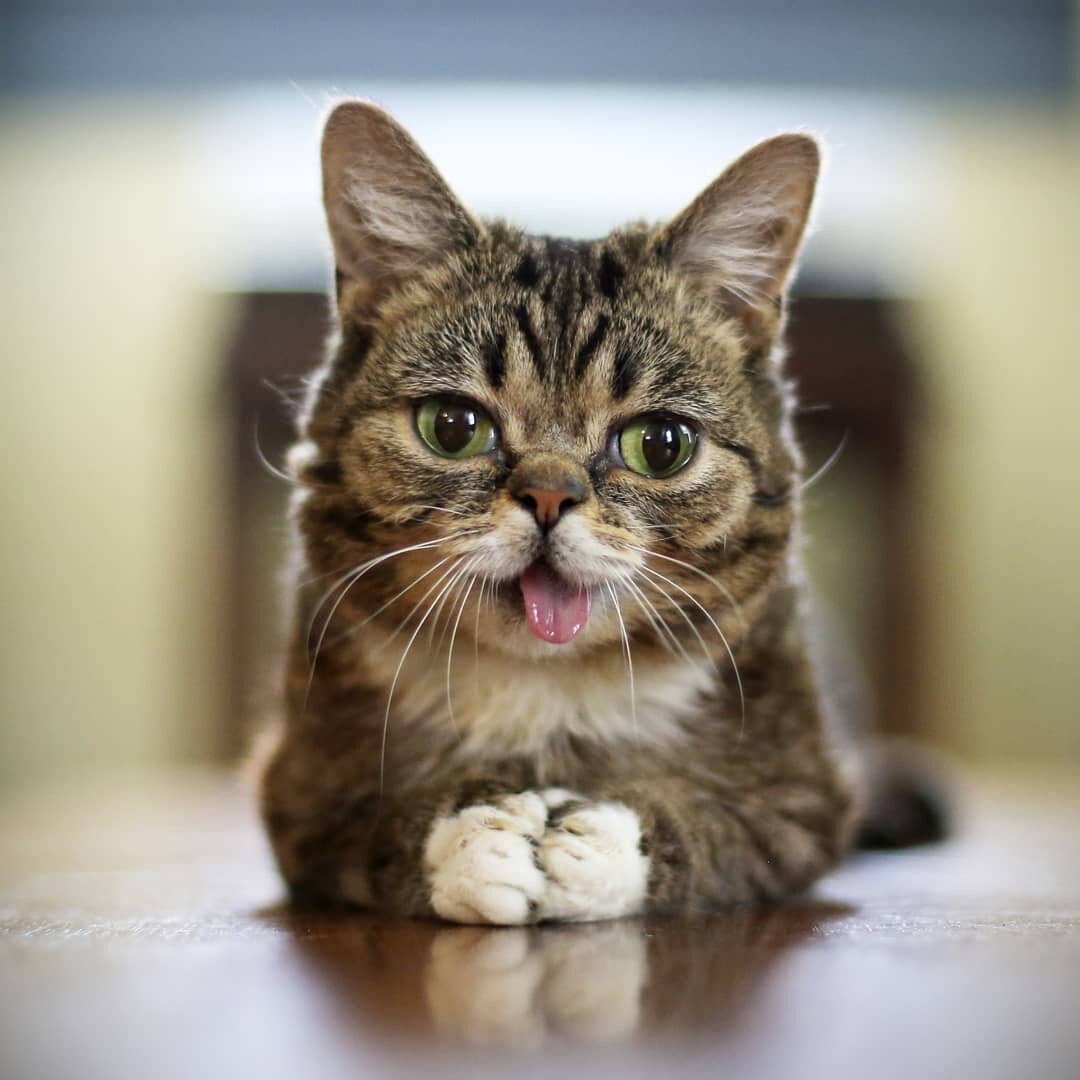 Фото: iamlilbub, Instagram