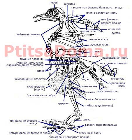 Инструменты для ручного ткачества, берда, иглицы, челноки